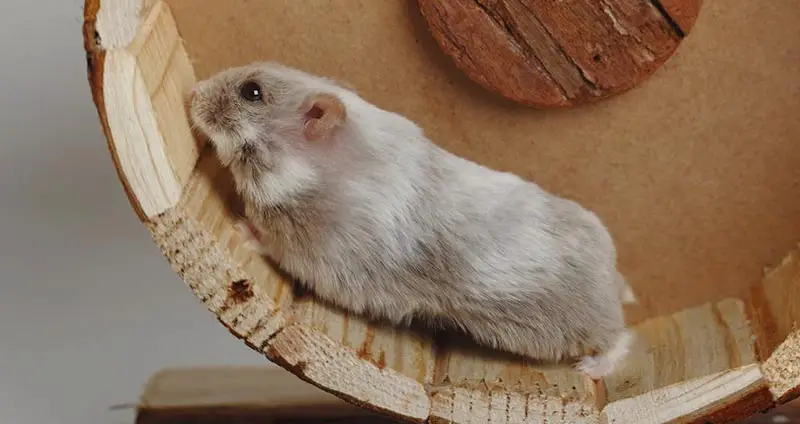 Dwarf Campbell's Russian